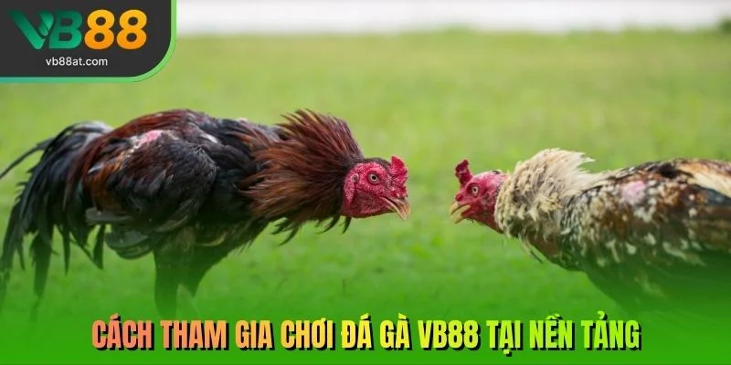 Cách tham gia chơi đá gà VB88 tại nền tảng 
