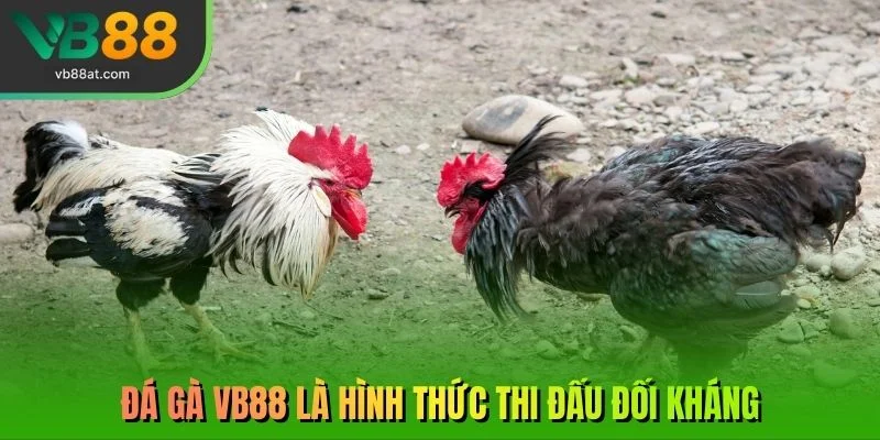 Đá gà VB88 là hình thức thi đấu đối kháng