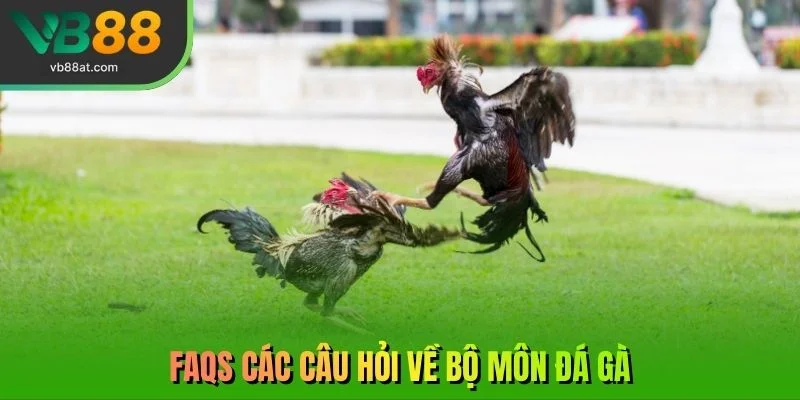 FAQs các câu hỏi về bộ môn đá gà 